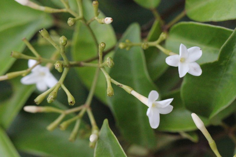 Jasminum lanceolarium, photographed by Agnes Trekker