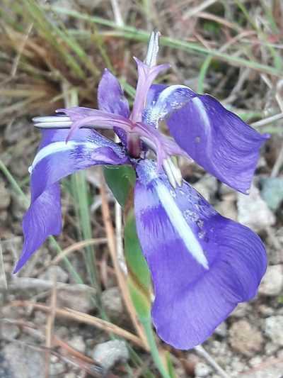 Herbertia pulchella, photographed by Daniel Dias