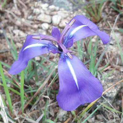 Herbertia pulchella, photographed by Daniel Dias