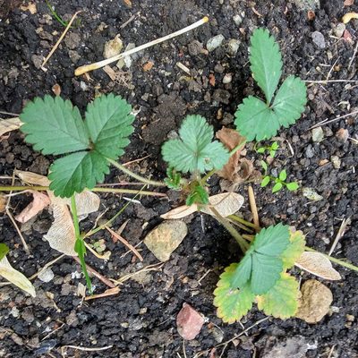 Potentilla norvegica, photographed by Alexander Agafonov