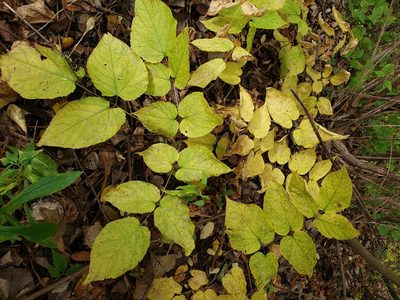 Aralia racemosa, photographed by Dave Behm
