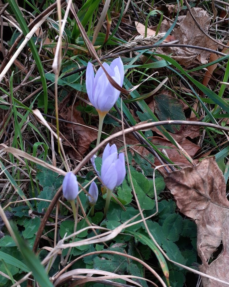 Crocus kotschyanus, photographed by SK53