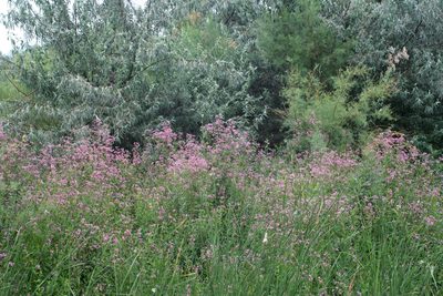 Poacynum venetum, photographed by Oleg Kosterin