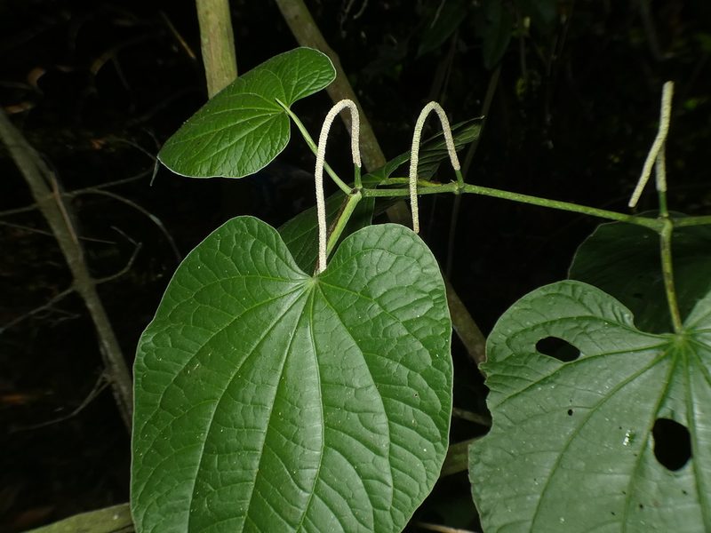 Piper marginatum, photographed by Helio Lourencini
