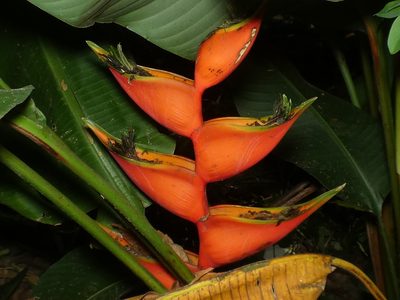 Heliconia bihai, photographed by Helio Lourencini