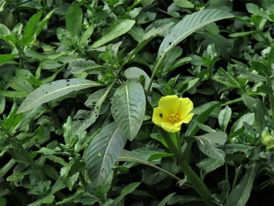Ludwigia elegans, photographed by Gustavo Puente