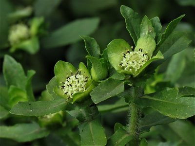 Enydra fluctuans, photographed by Gustavo Puente