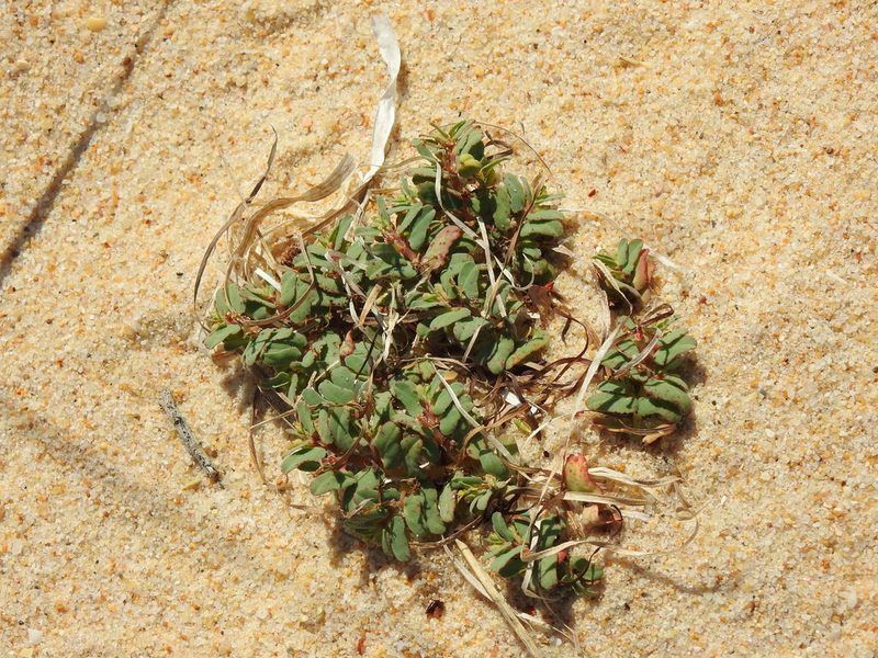 Euphorbia peplis, photographed by Duarte Frade