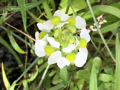 Sagittaria platyphylla, photographed by Andy Jordan