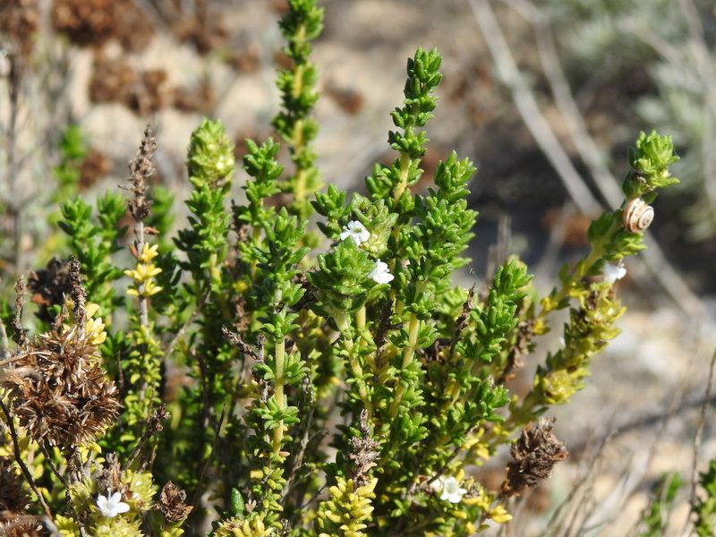 Thymus carnosus, photographed by Duarte Frade