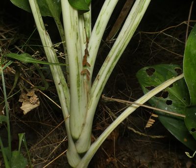 Dieffenbachia seguine, photographed by Helio Lourencini