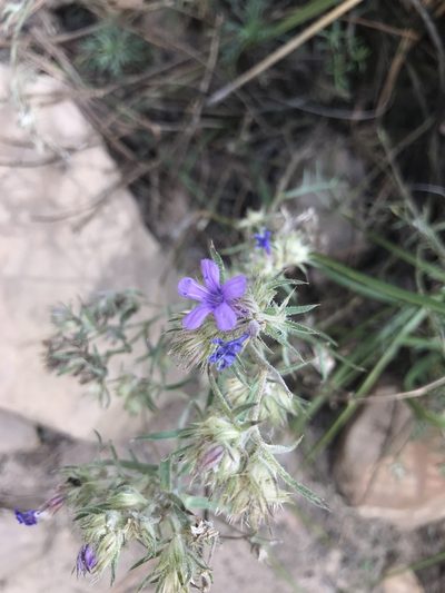 Ipomopsis multiflora, photographed by brettaugust
