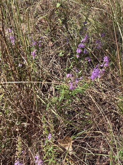 Dicerandra densiflora, photographed by meflowers900