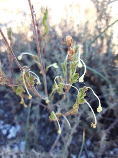 Odontites longiflorus, photographed by Rafael Medina