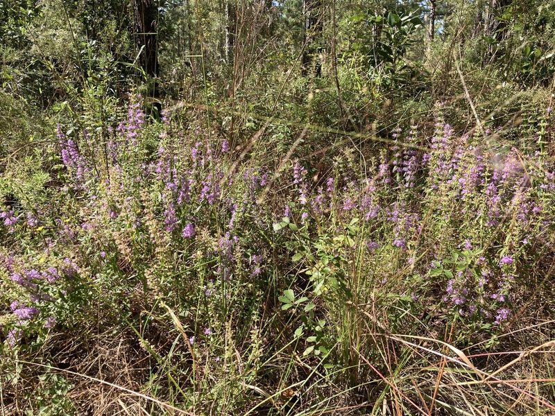 Dicerandra densiflora, photographed by meflowers900