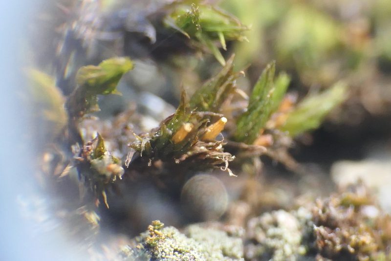 Lewinskya acuminata, photographed by Rafael Medina