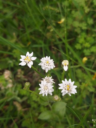 Holocheilus hieracioides, photographed by Patricio Cowper Coles