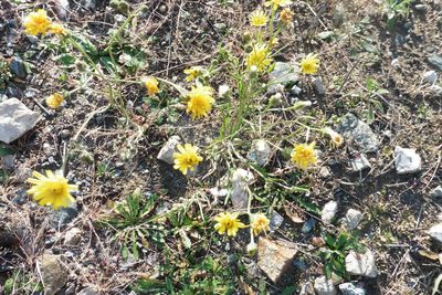 Crepis tectorum, photographed by Силаева Татьяна Борисовна