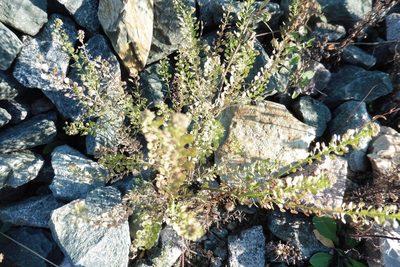 Lepidium densiflorum, photographed by Силаева Татьяна Борисовна