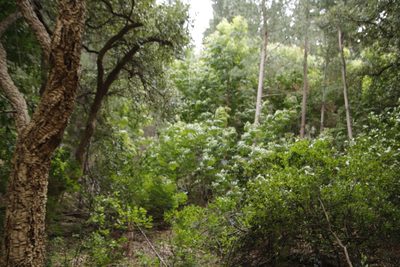 Acacia elata, photographed by Tony Rebelo