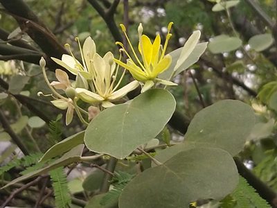 Morisonia tweedieana, photographed by Patricio Cowper Coles
