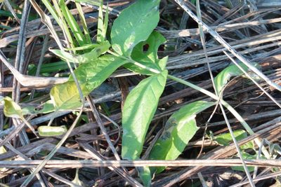 Lysimachia vulgaris, photographed by Силаева Татьяна Борисовна