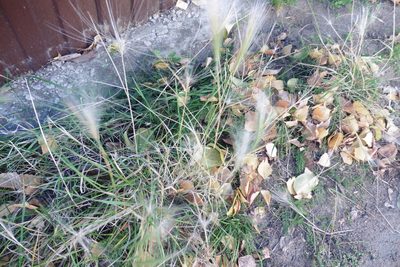 Hordeum jubatum, photographed by Силаева Татьяна Борисовна