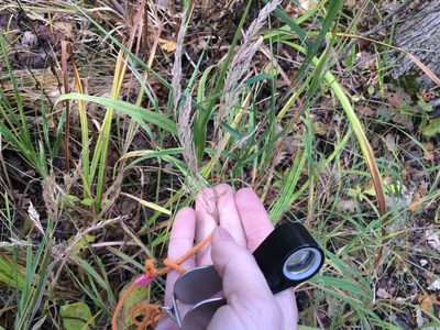 Calamagrostis canadensis