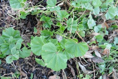 Malva pusilla, photographed by Силаева Татьяна Борисовна