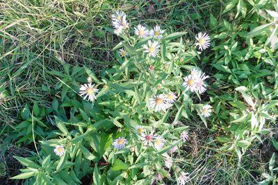Symphyotrichum novi-belgii, photographed by Силаева Татьяна Борисовна
