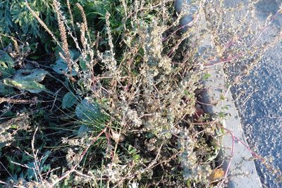 Atriplex tatarica, photographed by Силаева Татьяна Борисовна