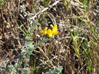 Lotus creticus, photographed by Duarte Frade