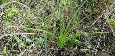 Hypoxis angustifolia, photographed by Suvarna Parbhoo Mohan