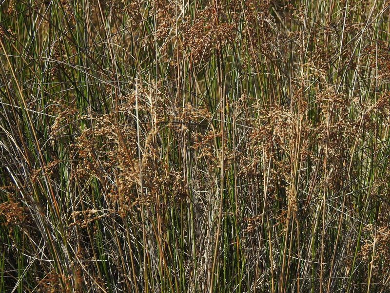 Juncus maritimus, photographed by Duarte Frade