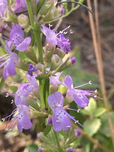 Dicerandra densiflora, photographed by meflowers900