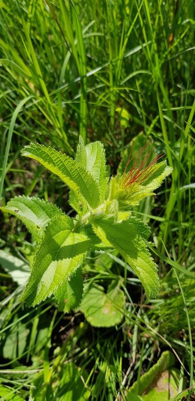 Acalypha peduncularis, photographed by Suvarna Parbhoo Mohan