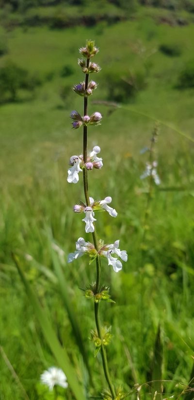 Stachys nigricans, photographed by Suvarna Parbhoo Mohan