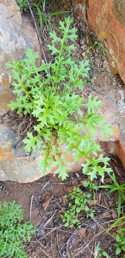 Senecio rhyncholaenus, photographed by Suvarna Parbhoo Mohan