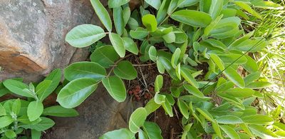 Lannea edulis, photographed by Suvarna Parbhoo Mohan
