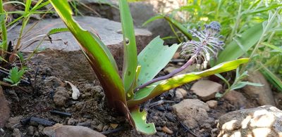 Ledebouria asperifolia, photographed by Suvarna Parbhoo Mohan