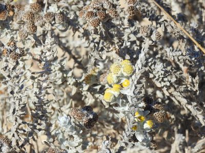 Achillea maritima, photographed by Duarte Frade