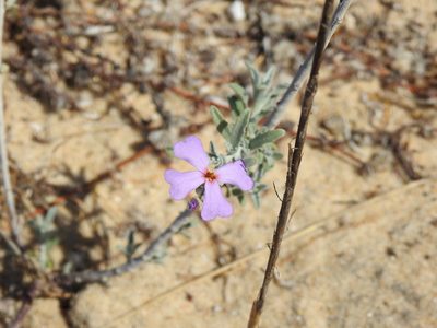 Marcus-kochia littorea, photographed by Duarte Frade