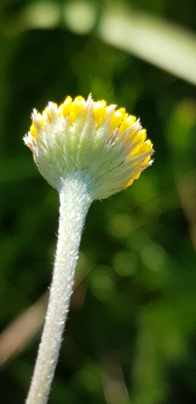 Schistostephium griseum, photographed by Suvarna Parbhoo Mohan