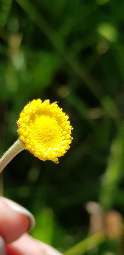 Schistostephium griseum, photographed by Suvarna Parbhoo Mohan