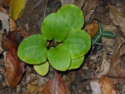Smilax biltmoreana, photographed by Michael J. Papay