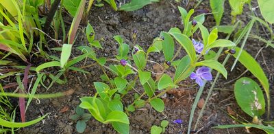 Rotheca hirsuta, photographed by Suvarna Parbhoo Mohan