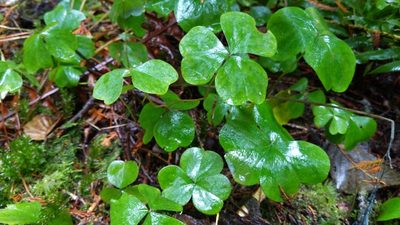 Oxalis oregana, photographed by Alan Rockefeller