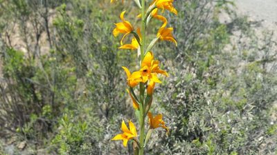 Chloraea chrysantha, photographed by Cesar Ormazabal