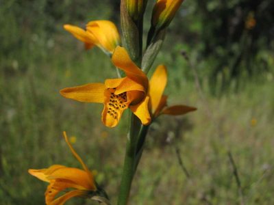 Chloraea chrysantha, photographed by Cesar Ormazabal
