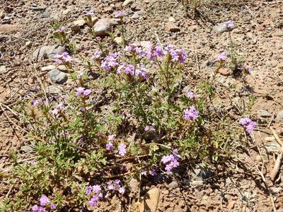 Verbena venturii, photographed by Guillermo Debandi